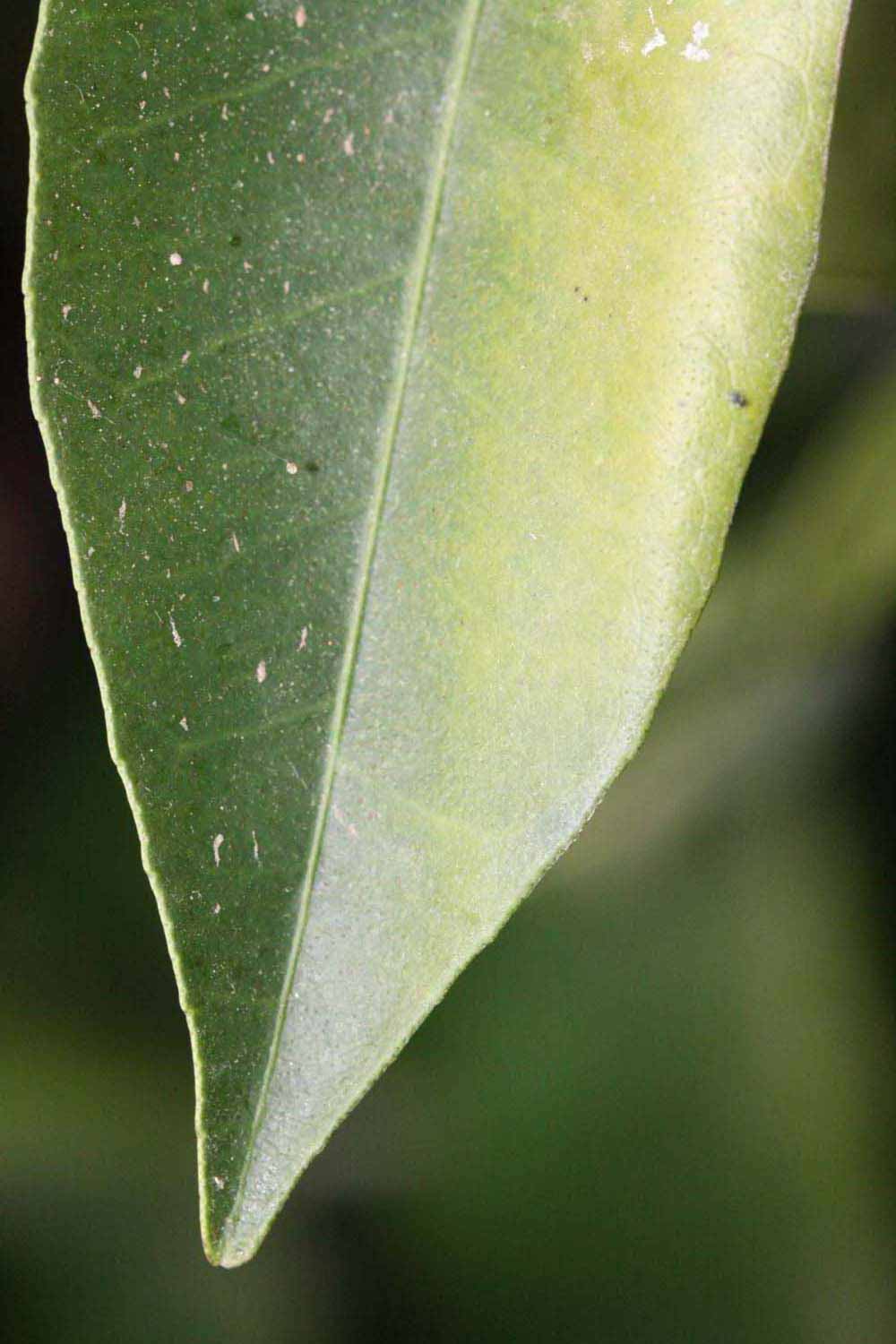              Margin (Riverside, CA)       